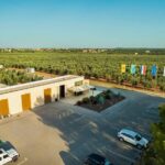 Olive Oil Tasting and Sunset Buggy Tour with Your Local Guide - The Experience: What Youll Love