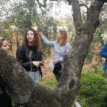 Olive Tree Tour, Visit Vallarella Oil Mill, Oil Tasting - Who It’s Best For