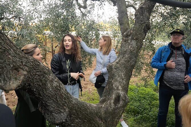 Olive Tree Tour, Visit Vallarella Oil Mill, Oil Tasting - Who It’s Best For