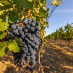 Oliver: Oliver Full Day Guided Wine Tour - Itinerary Breakdown & Winery Highlights