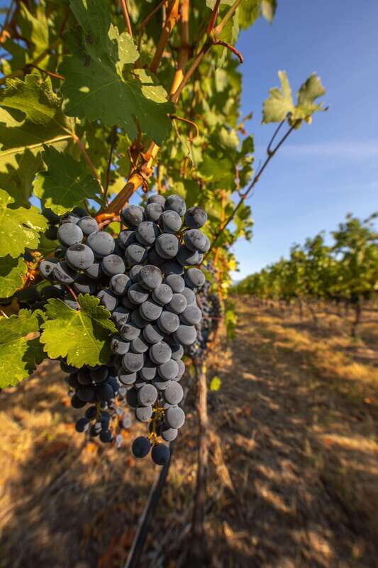 Oliver: Oliver Full Day Guided Wine Tour - Itinerary Breakdown & Winery Highlights