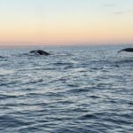 Open Boat Whale Watching - Pricing and Value Analysis