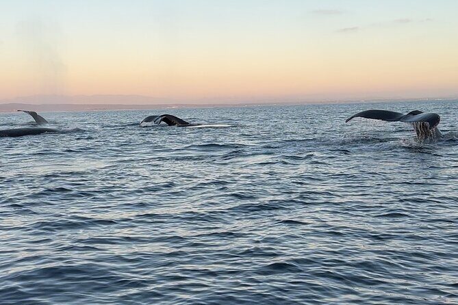 Open Boat Whale Watching - Pricing and Value Analysis  