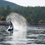 Orcas Island: Orca Whales guaranteed boat tour - Navigating the Logistics and Value