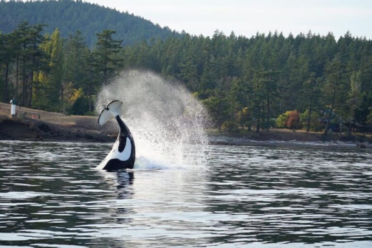 Orcas Island: Orca Whales guaranteed boat tour - Navigating the Logistics and Value