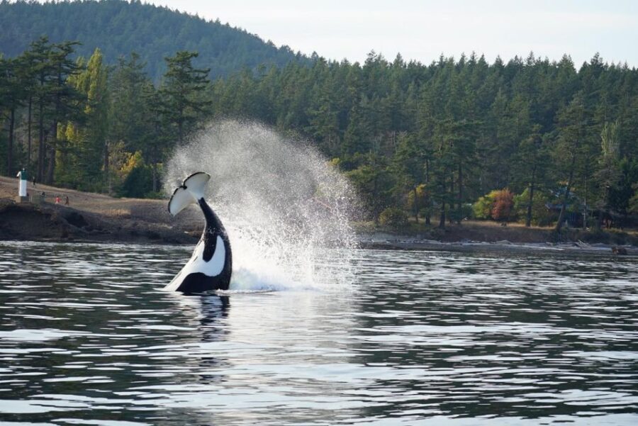 Orcas Island: Orca Whales guaranteed boat tour - Navigating the Logistics and Value