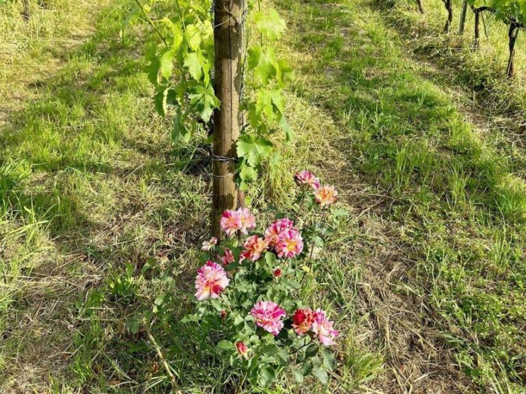 Organic and Biodynamic Winery Tour and Tasting in Lucca - Introduction: What to Expect from the Organic and Biodynamic Winery Tour