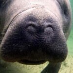 Orlando: Blue Springs Manatee Kayak Tour - Additional Details and Practical Tips
