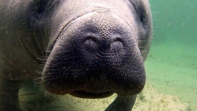 Orlando: Blue Springs Manatee Kayak Tour - Additional Details and Practical Tips