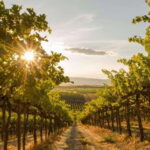 Osoyoos: Osoyoos Full Day Guided Wine Tour - The Itinerary: What to Expect