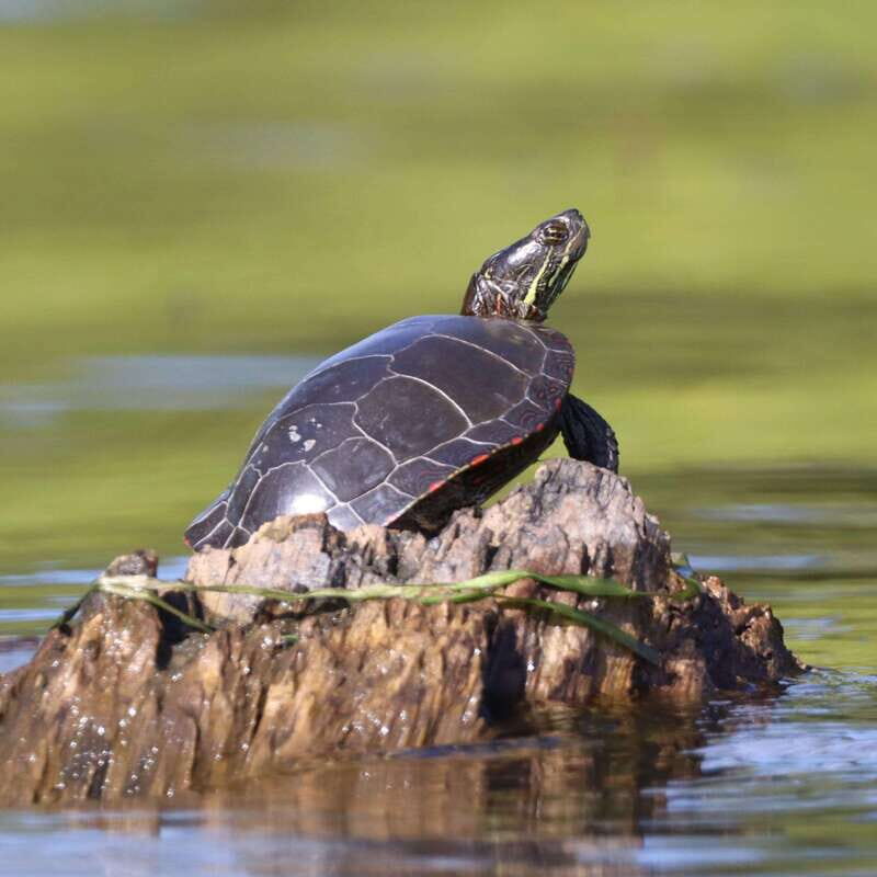 Ottawa: Ecological Reserve Kayak Tour with Turtle Sightings - The Value of This Kayak Tour