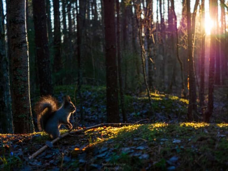 Oulu: Guided Fatbike Tour From Nallikari Around Hietasaari - Who Will Love This Tour?