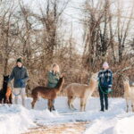 Oxford County, ON: Alpaca Farm Walk & Learning Experience - An In-Depth Look at the Alpaca Farm Walk & Learning Experience