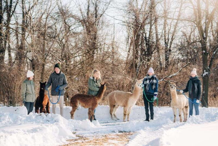 Oxford County, ON: Alpaca Farm Walk & Learning Experience - An In-Depth Look at the Alpaca Farm Walk & Learning Experience