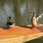 Oxford University : Punting - What to Expect During the Punting Tour