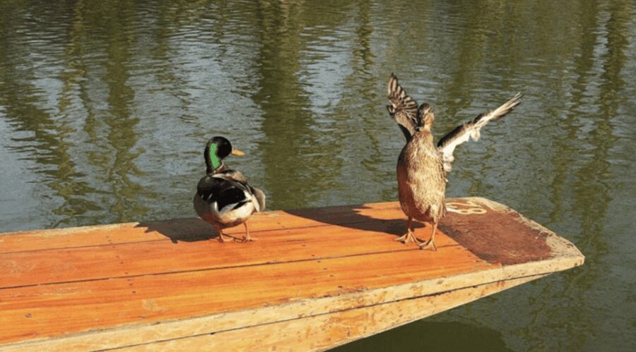 Oxford University : Punting - What to Expect During the Punting Tour