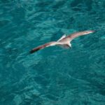 Palau-La Maddalena: tour giornaliero in barca per le isole - FAQ