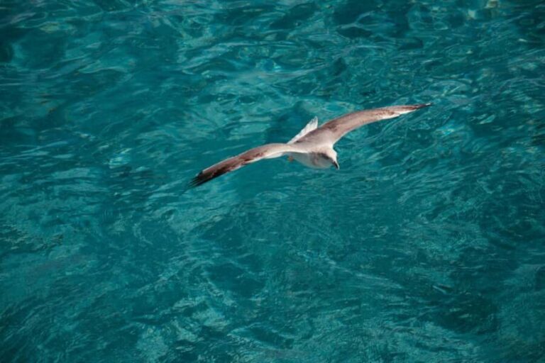 Palau-La Maddalena: tour giornaliero in barca per le isole - FAQ