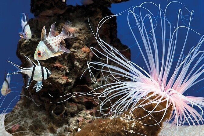 Palma Acquarium with Transfer - Authentic Insights from Visitors