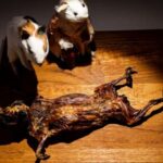 Palma de Mallorca: Disgusting Food Museum Entry Ticket - Authentic Insights from Visitors