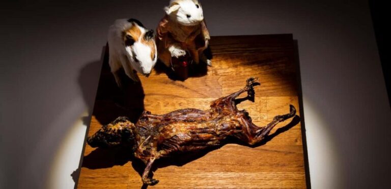 Palma de Mallorca: Disgusting Food Museum Entry Ticket - Authentic Insights from Visitors