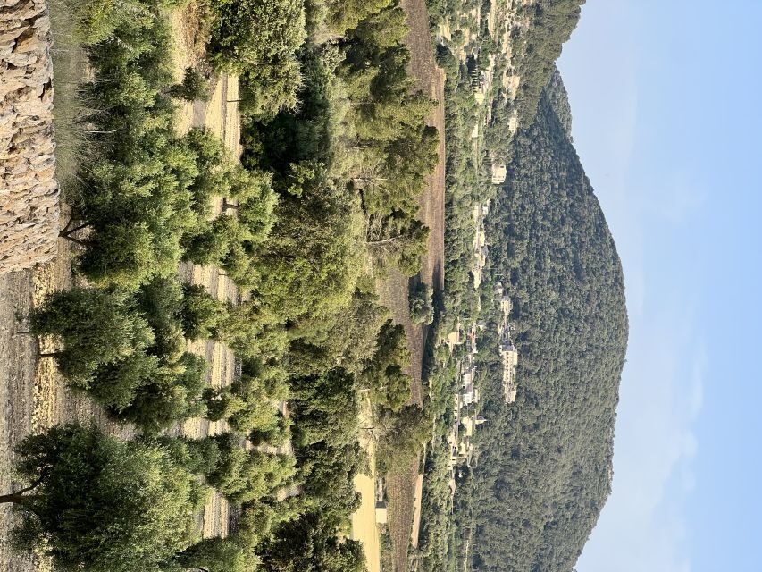 Palma: Orange Farm, Olive Mill, & Winery Tour with Tastings - Visiting the Orange Grove and Learning About Local Agriculture