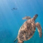 Paradise Honu Morning Snorkeling Tour - FAQ: Your Questions Answered