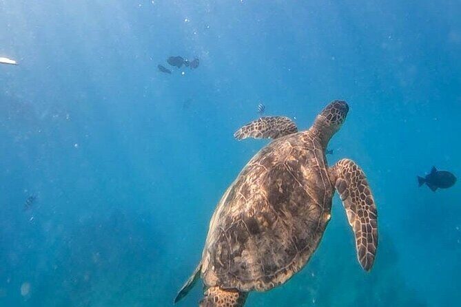 Paradise Honu Morning Snorkeling Tour - FAQ: Your Questions Answered