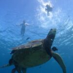 Paradise Honu Snorkeling Tour - Why This Tour Offers Great Value