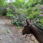 Paris: Aumont-en-Halatte Horseback Riding Tour - Why we like this horseback riding experience