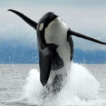 Parksville: Half-Day Whale and Wildlife Adventure - Price and Overall Value