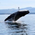 Parksville Half Day Whale and Wildlife Adventure - How It Compares Value-Wise