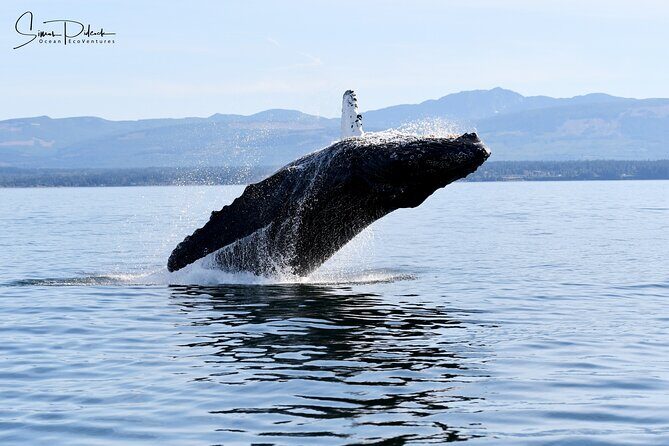 Parksville Half Day Whale and Wildlife Adventure - How It Compares Value-Wise