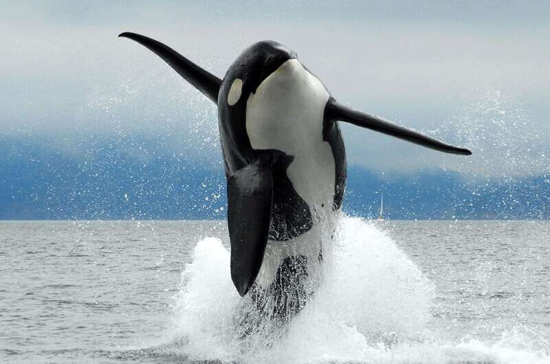 Parksville: Half-Day Whale and Wildlife Adventure - Price and Overall Value