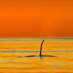 Parksville: Sunset Whale and Wildlife Adventure - The Itinerary: What to Expect