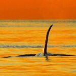 Parksville Sunset Whale and Wildlife Adventure - Why This Tour Stands Out