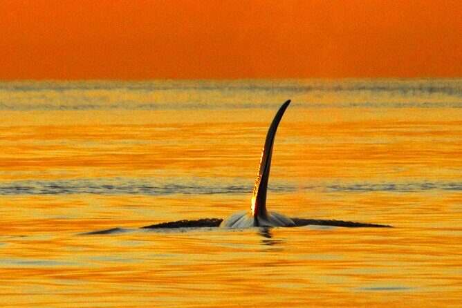 Parksville Sunset Whale and Wildlife Adventure - Why This Tour Stands Out