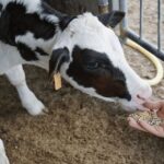 Parmesan Wheels near Parma: Tasting & Factory Tour - Who Would Love This Tour?