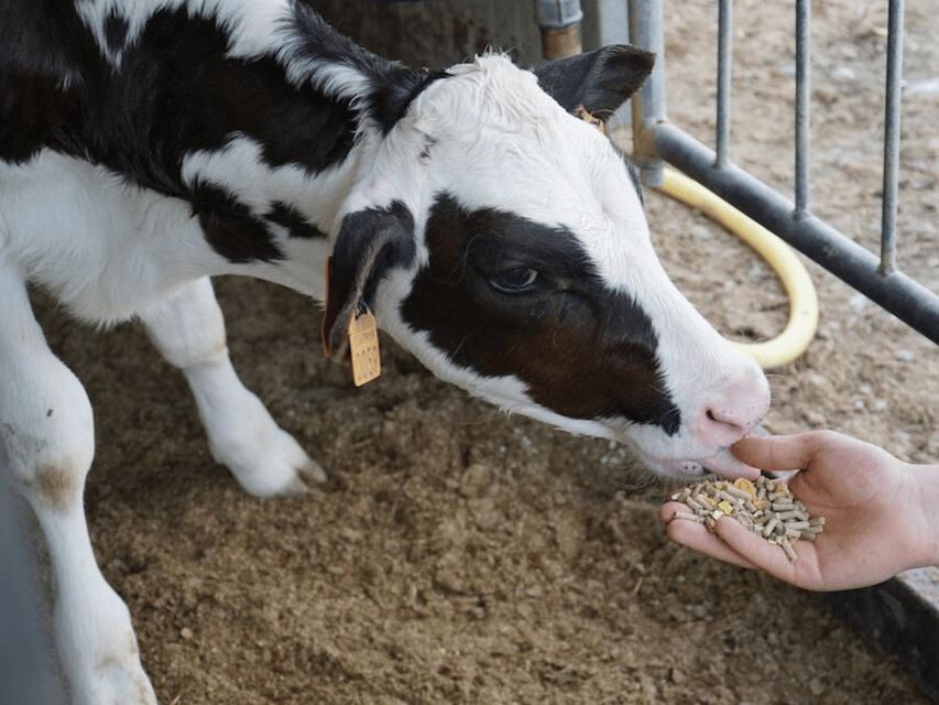 Parmesan Wheels near Parma: Tasting & Factory Tour - Who Would Love This Tour?