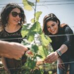 Partinico: Farm Augustali Winery Tour with Picnic & Tastings - Exploring the Vineyard: A Guided Walk in the Sicilian Countryside