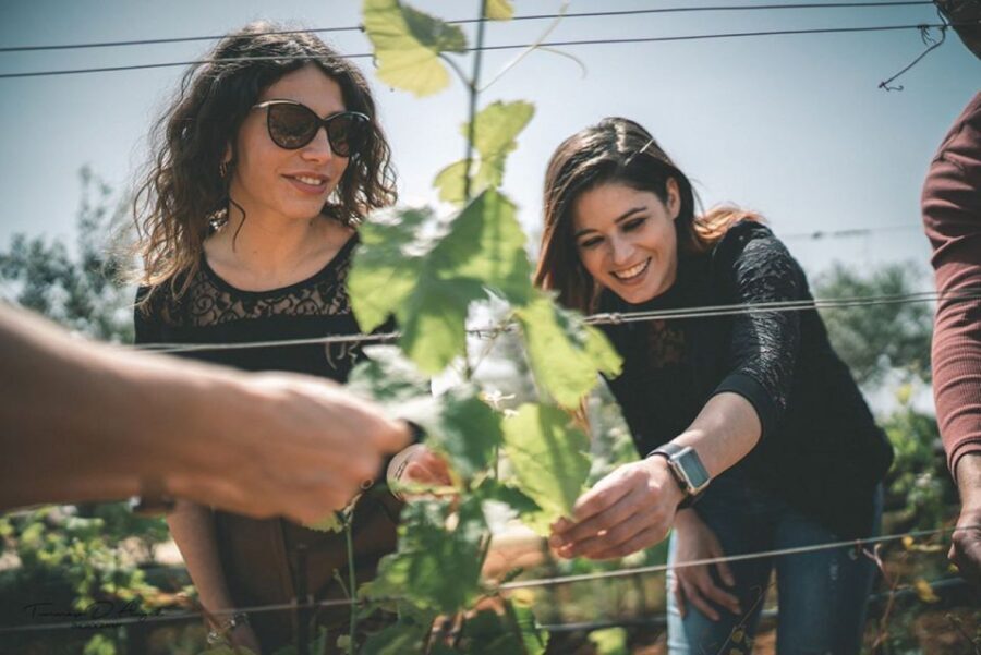 Partinico: Farm Augustali Winery Tour with Picnic & Tastings - Exploring the Vineyard: A Guided Walk in the Sicilian Countryside