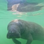 Pedal Kayak Mangrove Tunnel Tour in Bradenton - Exploring the Details of the Pedal Kayak Tour