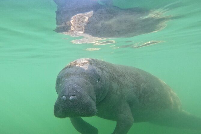 Pedal Kayak Mangrove Tunnel Tour in Bradenton - Exploring the Details of the Pedal Kayak Tour