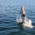 Pensacola Beach Sunset Dolphin Tour private up to 6 ppl - Practical Details to Consider