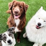 Petfinity Indoor Dog Park in Calgary - FAQs