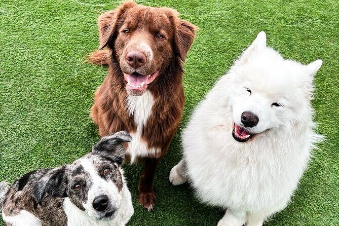 Petfinity Indoor Dog Park in Calgary - FAQs