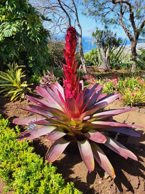 Pico Arieiro, Santana, São Lourenço & more Full Day+PickUp - What Makes This Tour Stand Out?