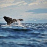 Pico Island: Whale Watching Experience from Lajes do Pico - Price and Value Analysis