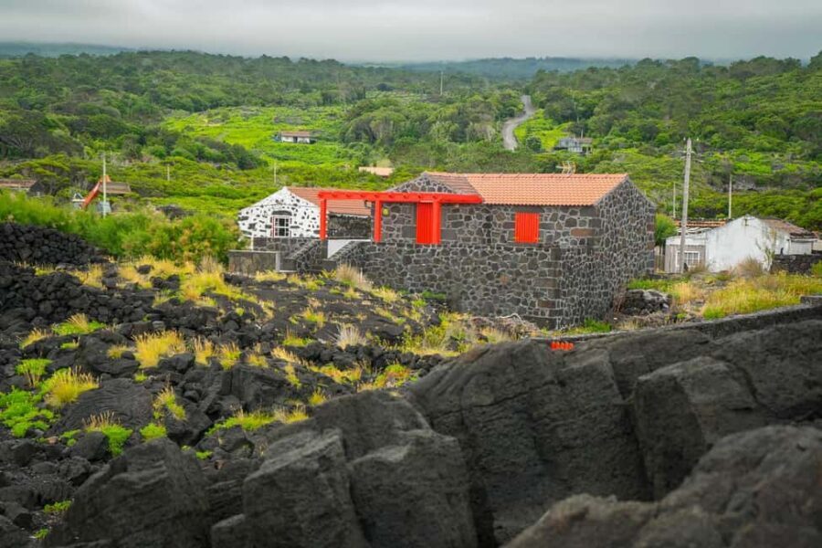 Pico Island: Wine and Vineyards Tour with Tasting - What to Expect on the Tour
