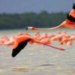 Pink Lake Lagoon and Rio Lagartos Tour from Playa del Carmen - Who Would Love This Tour?